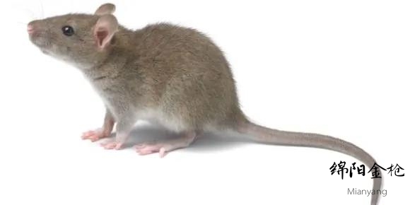 請(qǐng)?zhí)砑訄D片